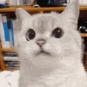 cat_nope
