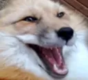 FD_FoxKek