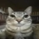 O11_catstaringatyoursoul