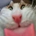 CatLick CatLick