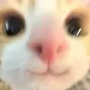 CatOwO