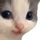 CatCute CatCute