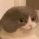 :U_TomaCat:
