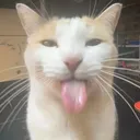 silly