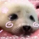 sealpink