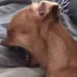 Sobscreaming Sobscreaming