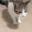 cat_falling