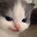 003_cat