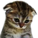 cat_sad