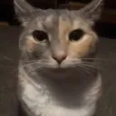 cat_stare cat_stare