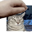 ponder_pet