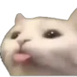 catBleh
