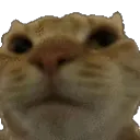 catno catno
