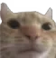 CatStare CatStare