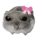 angycutehamster angycutehamster