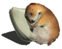 SleepingChomik