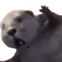 beaverVictim