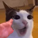 catYap