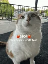 stinker