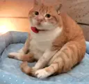 fatpig