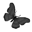 BlackButterfly