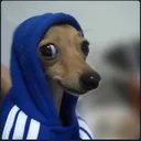 meme_dog