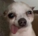 moon_dogcrazy