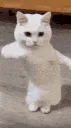 catdance