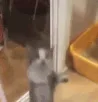 catjump