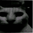 :catstare:
