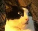 catnotdiggingitanymore catnotdiggingitanymore