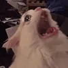cat_010