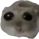 sad_hamster