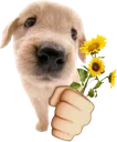 flowerdog