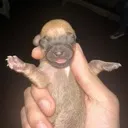 lilnigga