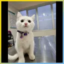 rozi