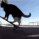 CatSkateboard