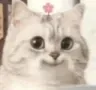 Catsmile Catsmile