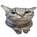 car_stare