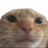 :catsosad: