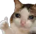 SadCatThumbsUp