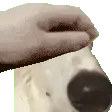 petBorzoi