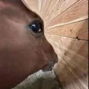 horsesideeye