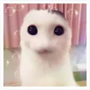 aaaaaaaaaakitty