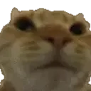 NoNo