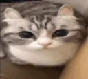 cutecatkindaexplodes