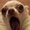 doggasp