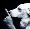 Shhhhh
