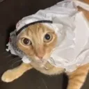 gatoarabe gatoarabe