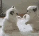 WeekndQtCats